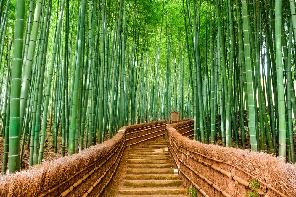 Bamboo Forest - Kyoto