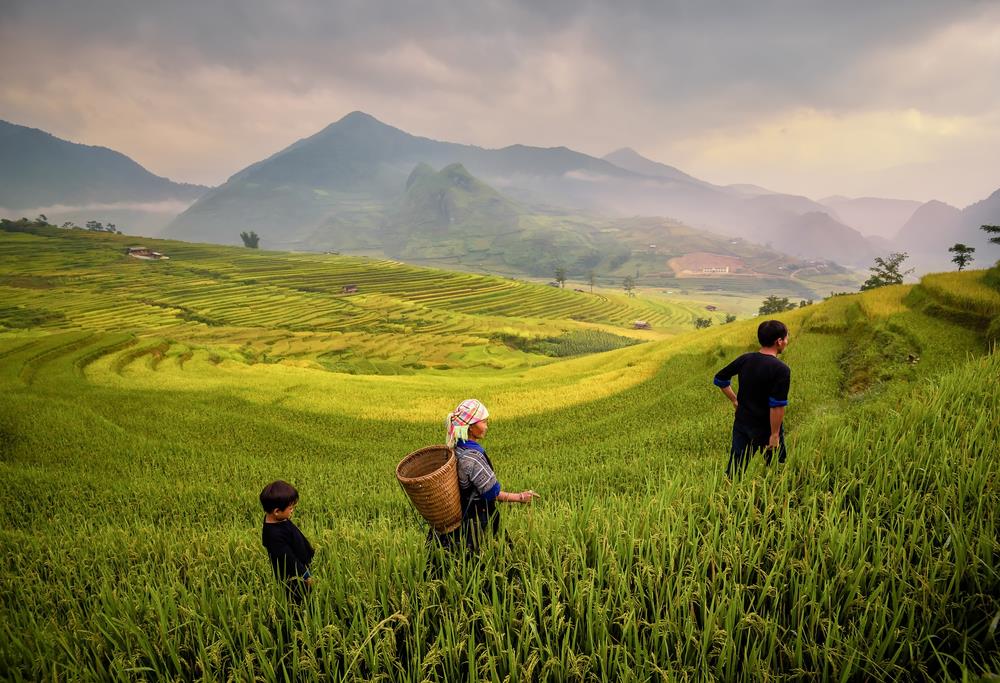 Culturi de orez - Vietnam