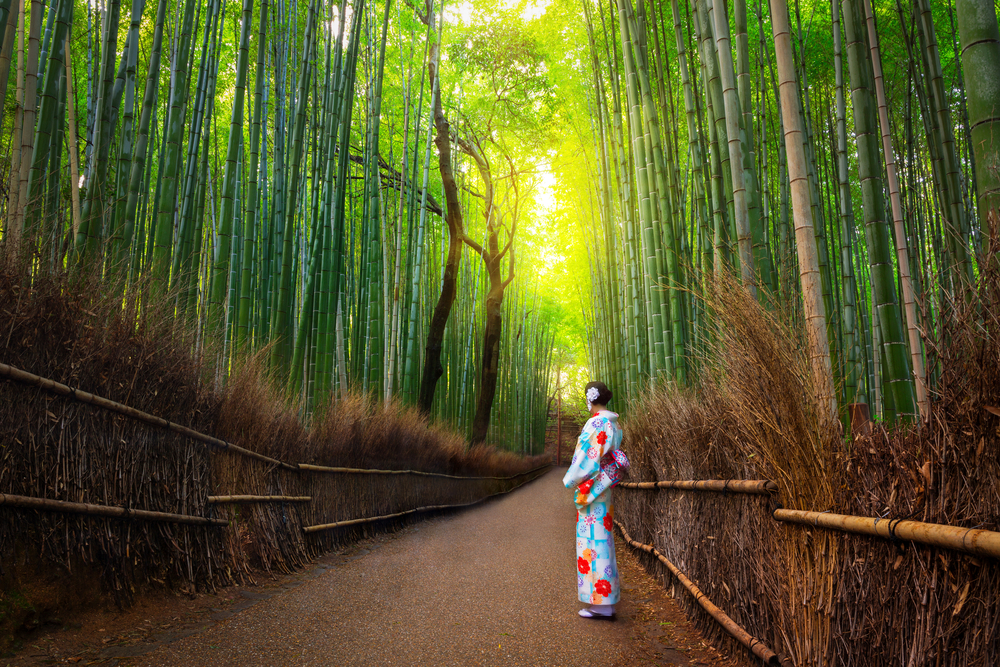 Kyoto bambus