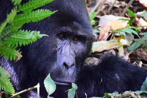 Circuit "Pe urmele gorilelor in Uganda"