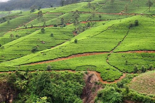 Circuit Sri Lanka "Descopera Paradisul Verde"