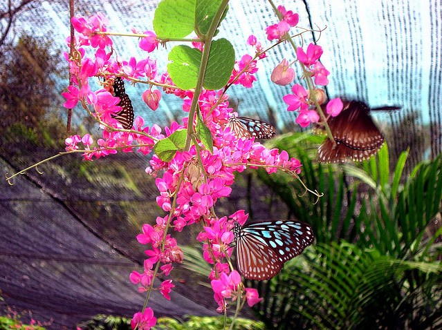 Butterfly Garden Samui 