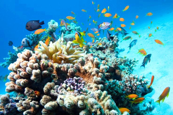 Coral reefs - Sharm el Sheikh, Egypt
