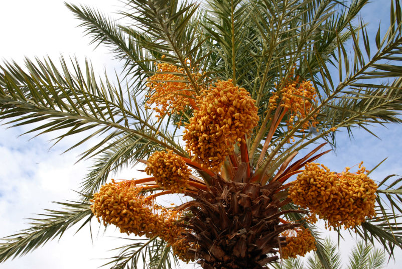 Date Palm - sursa de hrana a localnicilor timp de foarte multi ani