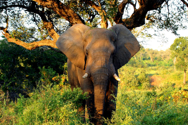 Elefant in Kruger Park