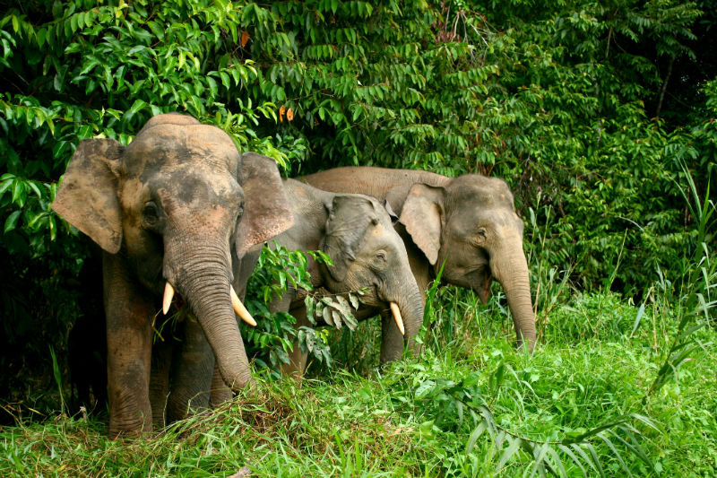 Elefanti Pygmy