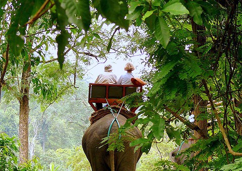Elephant Trekking in Koh Samui