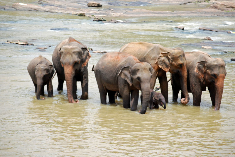 Familie de elefanti din Sri Lanka