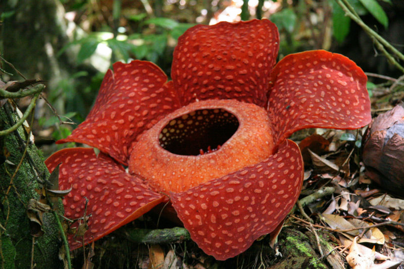 Rafflessia-cea mai mare floare din lume