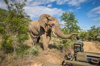 Kruger National Park Game Drive 