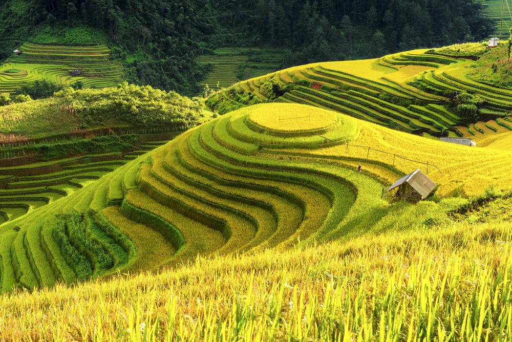 Culturi de orez - Vietnam