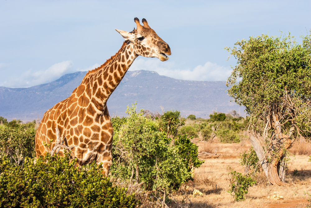 Girafa Amboseli