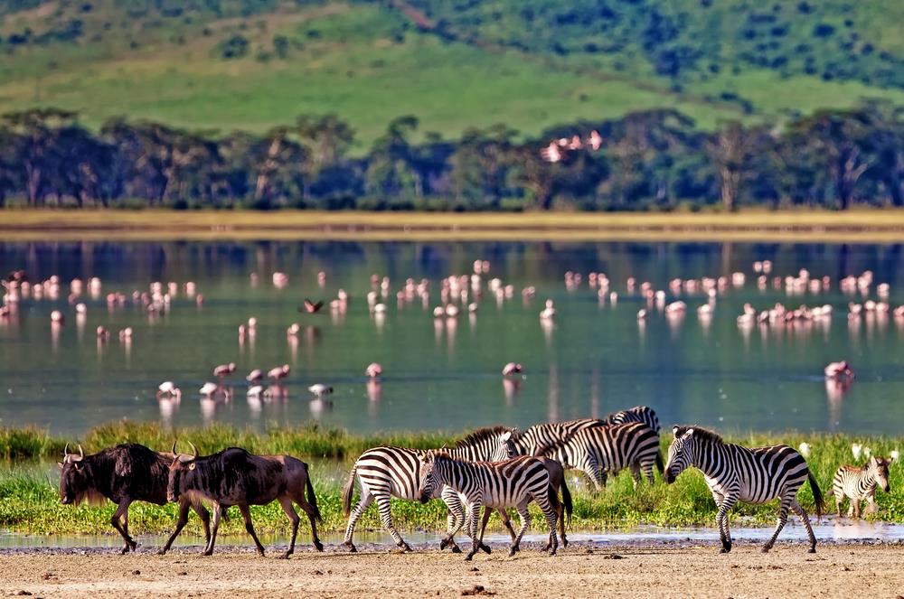 Ngorongoro