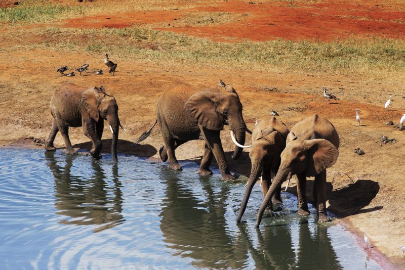Parcul National Amboseli