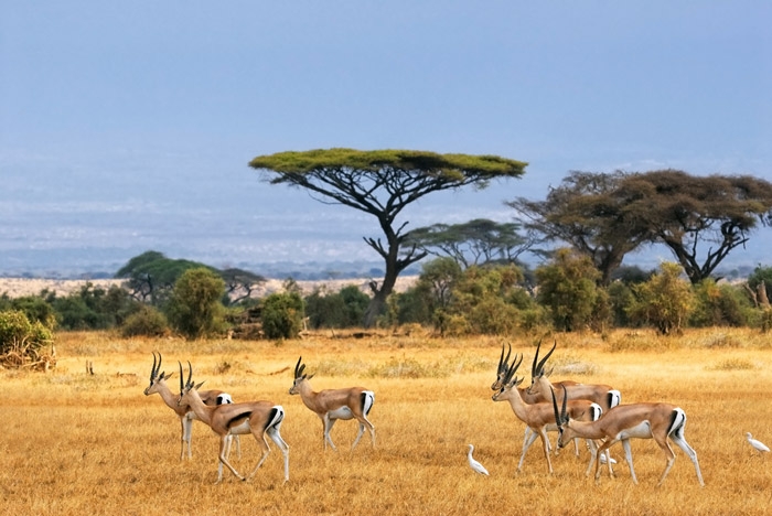 Safari Kenya si plaja in Zanzibar