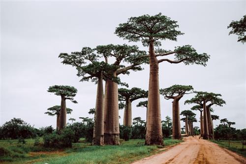 Best of Madagascar