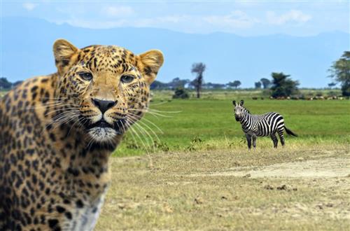 Detaliat Individualitate orientare  Safari Kenya 2023 Africa| Aerocenter