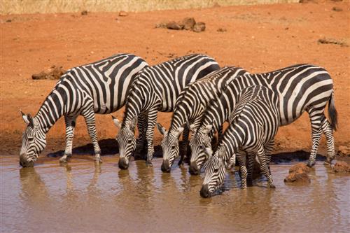 Safari Kenya - Iulie & August 2024: Tsavo Est, Tsavo Vest, Amboseli si Plaja Diani Beach 